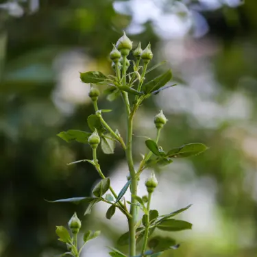 Sådan genkender du et vildskud i dine roser